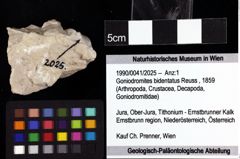 Foto (Objket + Etiketten) von Goniodromites bidentatus (Reuss, 1859) 